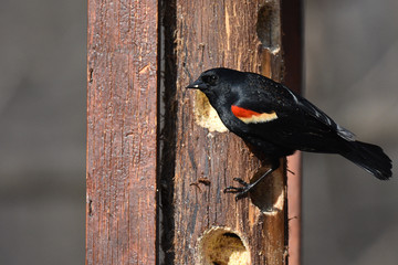 Red-winged Blackbird