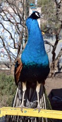 Fototapeta premium Bright peacock on the fence