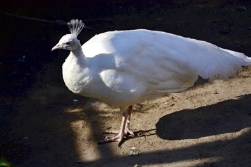 White peacock