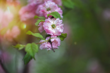 Naklejka na ściany i meble Frühlingsblüten Blüte im Garten