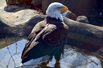 Eagle in the water