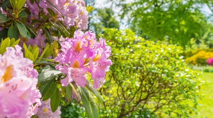 Rhododendron im Garten
