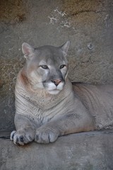 Cougar lies on the stone