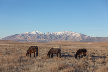 Wild Horses in Winter in Utah