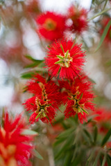 Close-up red flowers
