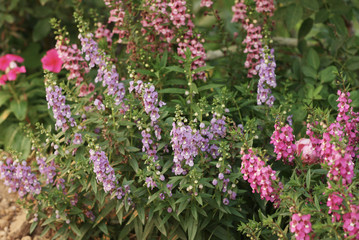 Obraz premium Beautiful color of flower in the nature 