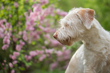 hübscher Hund Mischling in den Kirschblüten 