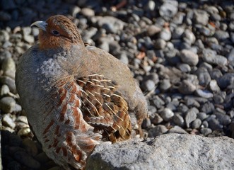 Partridge by stone