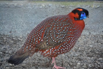 Tragopan temmincki on the rocks