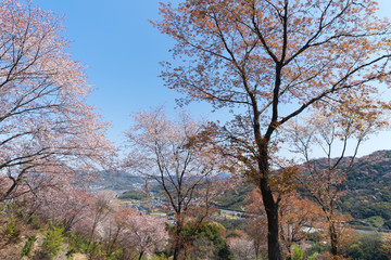 Fototapeta na wymiar 桜咲く里山　遠方に高松自動車道(香川県さぬき市)