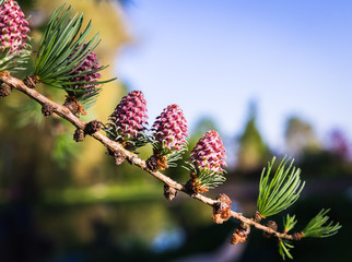 larch twig with red blooming small cones and new light green needles; background of blurred garden and sky