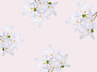 Beautiful blooming magnolia flower background.