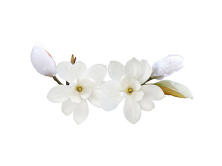 Naklejka na ściany i meble Beautiful blooming magnolia flower background.