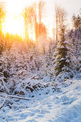 Beautiful Winter Sun in the Forrest