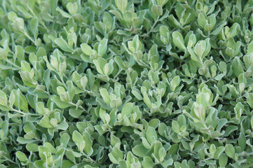 Purple sage leucophyllum frutescens green plant