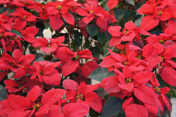 Christmas star poinsettia red plant background