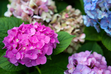 Pink Hydrangea flowers background. Macro photo.