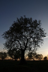 Profilo di ulivo in ombra al tramonto