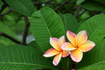 beautiful frangipani perfume flower with water rain drop on petal in rainy morning day
