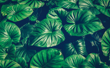 Tropical green leaves, faded dark green filter effect. For background.