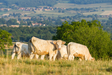 White bulls graze in the region of Burgundy