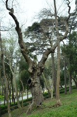 old oak tree