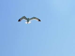 seagull in flight