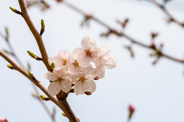 Cherry blossom in spring for background or copy space for text