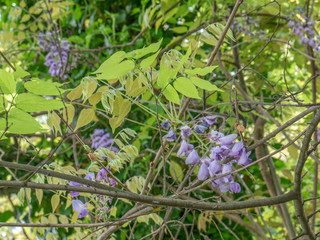 purple flowers in the garden