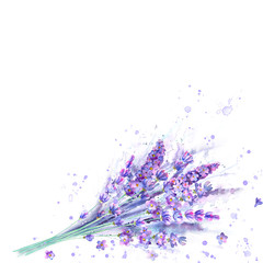 Watercolor lavender bouquet. Lavender flowers, plants and watercolour splashes on white background