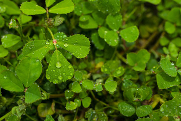 water drops on green leaves with blurred background.