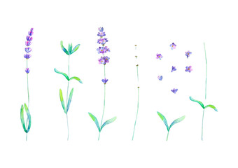 Lavender flowers, leaves plants purple green watercolor set isolated on white background