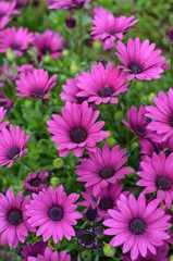 Fototapeta premium Fiori di primavera 