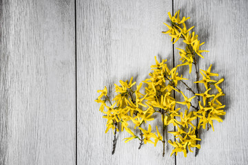 Yellow flowers forsythia on wooden background
