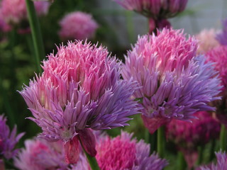 bee on flower