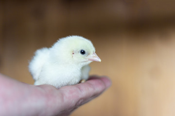 little chicken broiler in hand