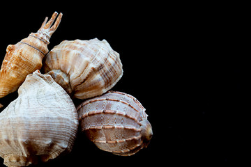 set assortment of sea shells long round large on a black background design copy space
