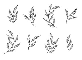 Set elements set collection of leaves herbs