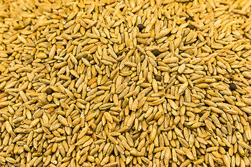 grain background light brown long millet ingredients brewing malt bakery base rustic eco substrate web site