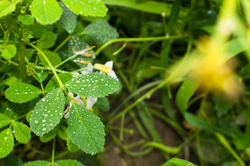 water drops on green leaves with blurred background.
