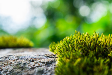 Green moss on nature for background