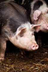 Cochon