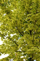 Maple tree leaves