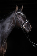 Obraz premium Pferd im Studio