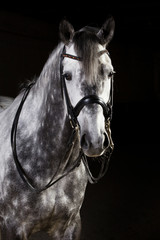 Fototapeta premium Pferd wunderschöner Schimmel im Fotostudio