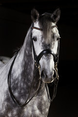 Schimmel im Fotostudio