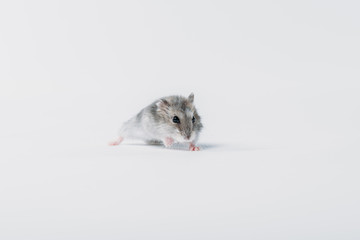 one cute, grey fluffy hamster on grey background with copy space