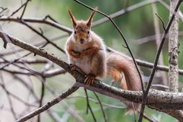 Small squirrel sits on the tree in the forest.