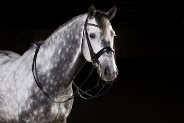 Pferd Warmblutpferd Schönheit Schimmel im Fotostudio