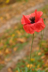 Fototapeta premium One poppy flower is isolated in the autumn morning. Ukraine.